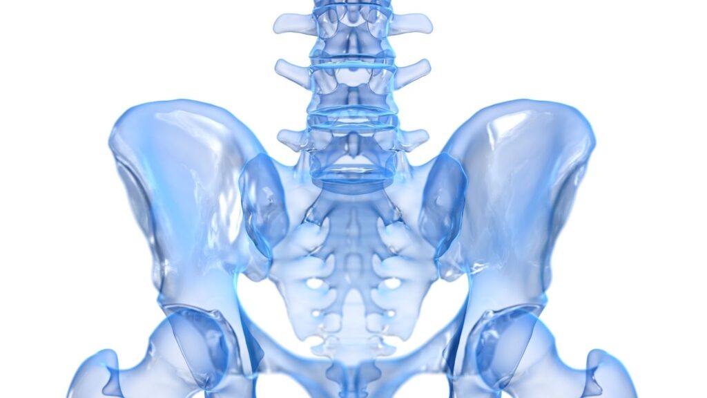 骨盤の医学イメージ画像